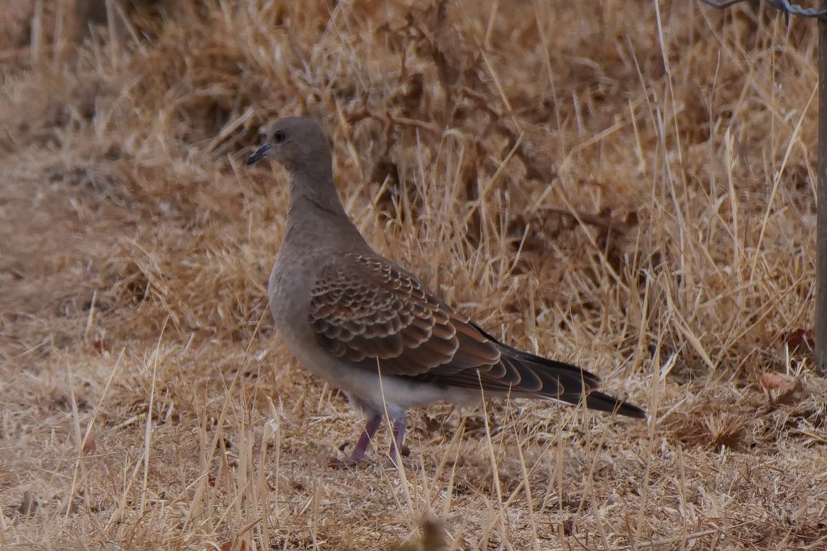 HCBirding's tweet photo. Great to recently confirm that Turtle Doves have successfully fledged young at #FenDraytonLakes with at least two juveniles to be seen. Such smart birds even in this plumage @SaveTurtleDoves @RSPBbirders https://t.co/VYEU2mFu4Z