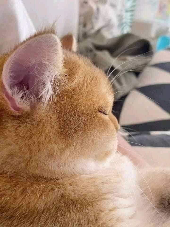 pmilechelly's tweet photo. apo after five cups of coconut ice cream https://t.co/jKj0vmeP4X