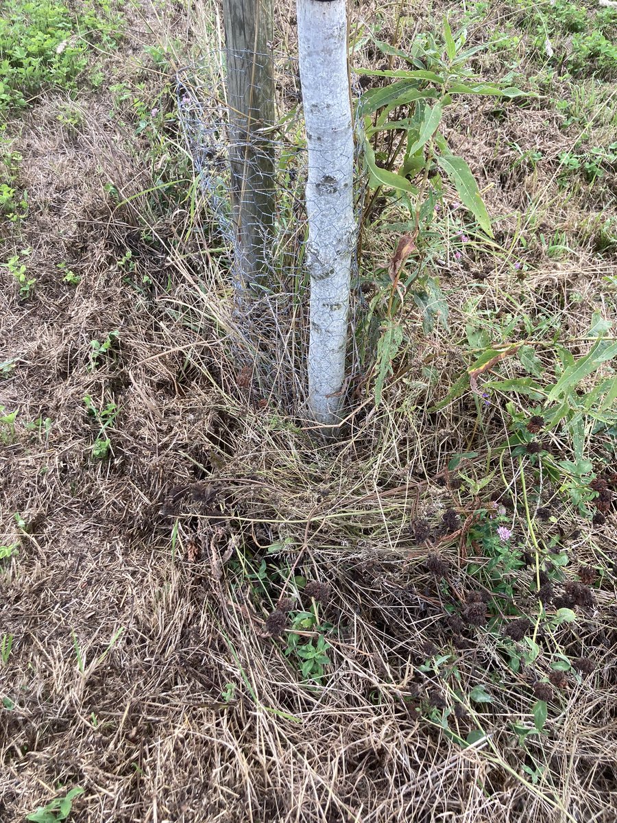 #Klimaatrobuste landbouw op de zware polderbodem in Kieldrecht met #agroforestry
De combinatie van notenbomen en grasklaver luzerne doet het goed en is in deze droge periode uiterst productief. De boomstrook is vrijgehouden en de boomvakken gemulcht.