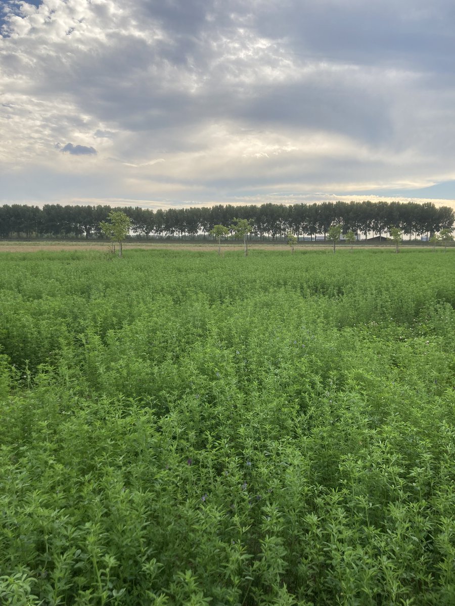 AgroforestryVL's tweet photo. #Klimaatrobuste landbouw op de zware polderbodem in Kieldrecht met #agroforestry
De combinatie van notenbomen en grasklaver luzerne doet het goed en is in deze droge periode uiterst productief. De boomstrook is vrijgehouden en de boomvakken gemulcht. https://t.co/5VlRqcTx4G