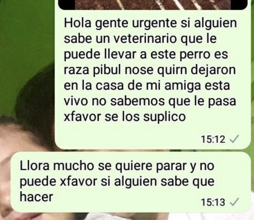 patapatrullapy's tweet photo. Esto es en lo que produce el abandono 😭, no distingue razas 💔 encontrada así en Coronel Oviedo

Nuestra hermosa guerrera está luchando para seguir, LES NECESITAMOS! 😭🙏🏻 montón de estudios y un camino súper largo para recorrer, ayúdanos a salvarle la vida por fa un RT https://t.co/vMxPrz2iqh
