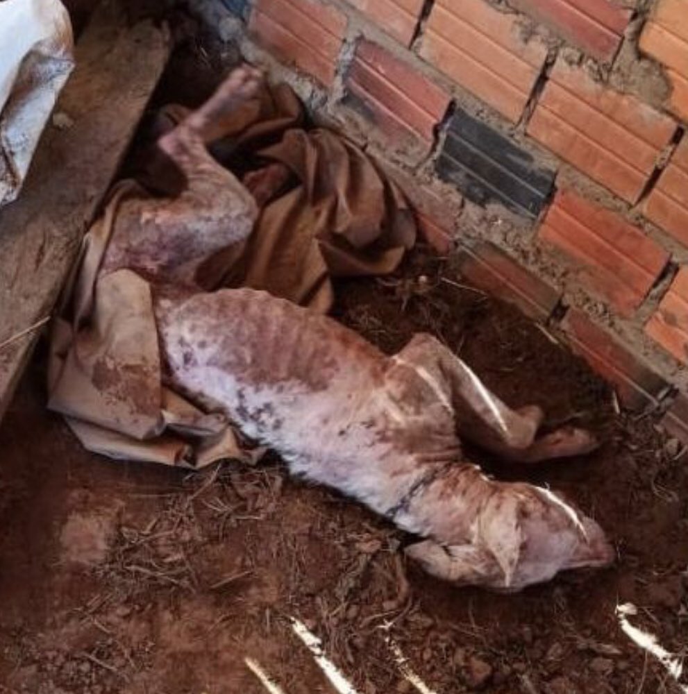 patapatrullapy's tweet photo. Esto es en lo que produce el abandono 😭, no distingue razas 💔 encontrada así en Coronel Oviedo

Nuestra hermosa guerrera está luchando para seguir, LES NECESITAMOS! 😭🙏🏻 montón de estudios y un camino súper largo para recorrer, ayúdanos a salvarle la vida por fa un RT https://t.co/vMxPrz2iqh