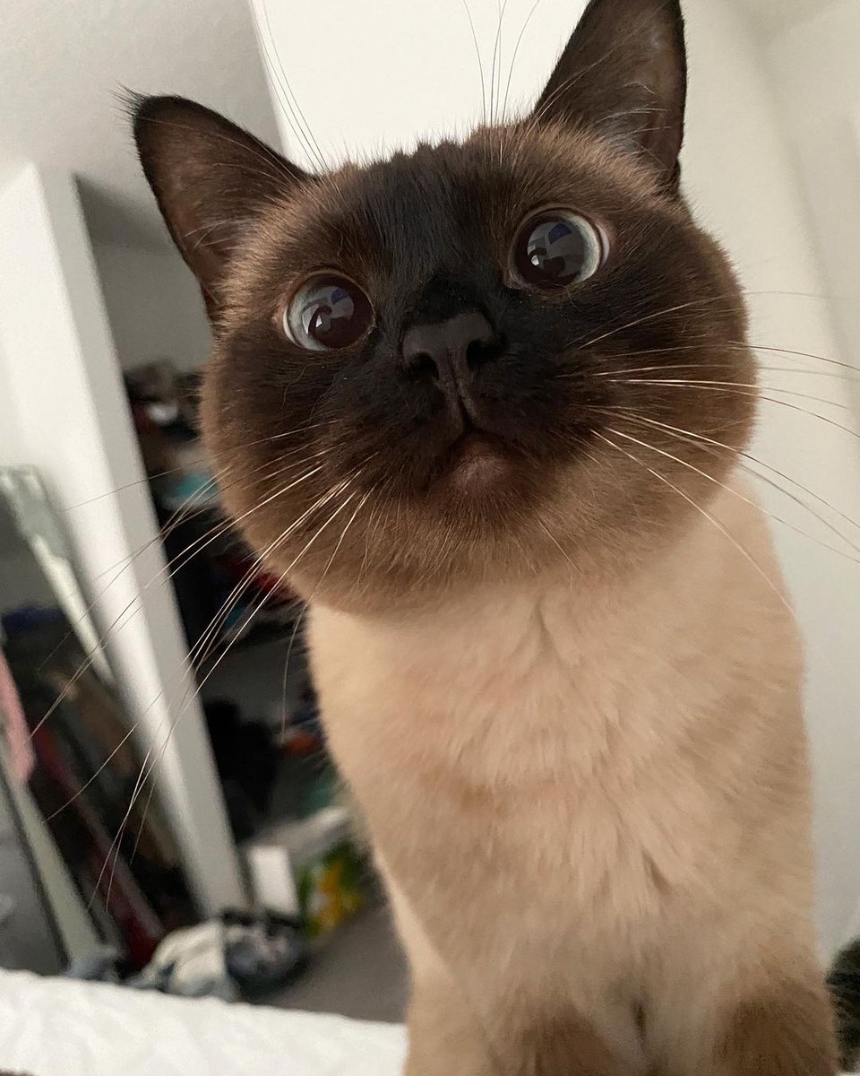 _siameselover_'s tweet photo. Hey Beautiful 🥰🥰 https://t.co/owTpmPSRhn