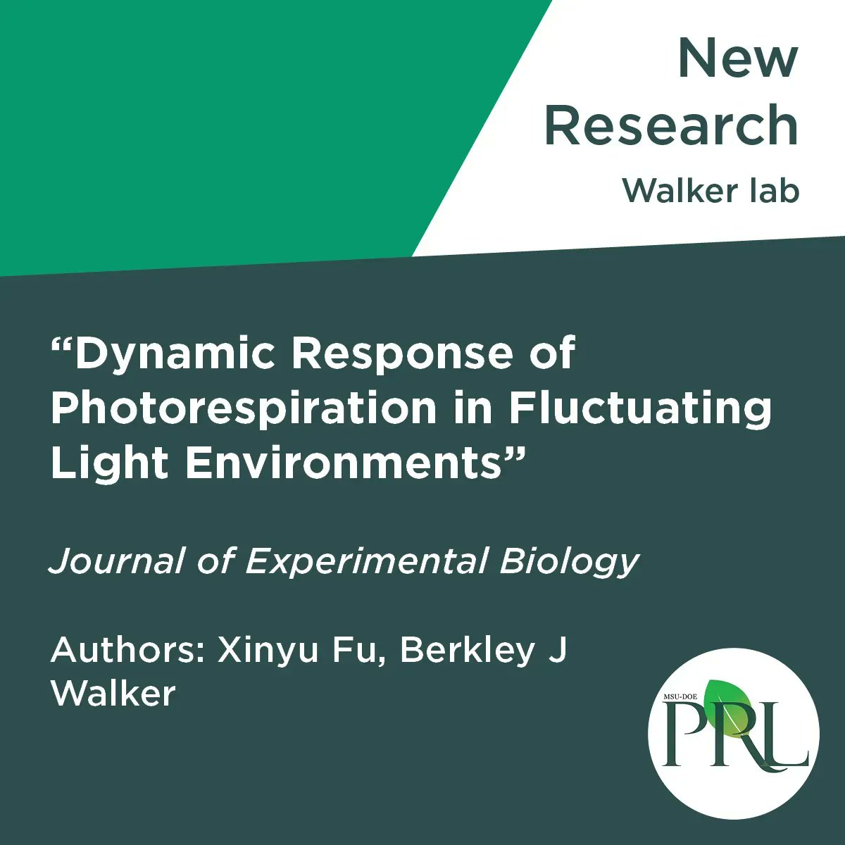 MSUDOEPlantLab's tweet photo. New research publication from @BerkleyW6 in @JXBot: Dynamic Response of Photorespiration in Fluctuating Light Environments. #MSUPRL https://t.co/Feb3ratFTl https://t.co/KlhvhSqsD6