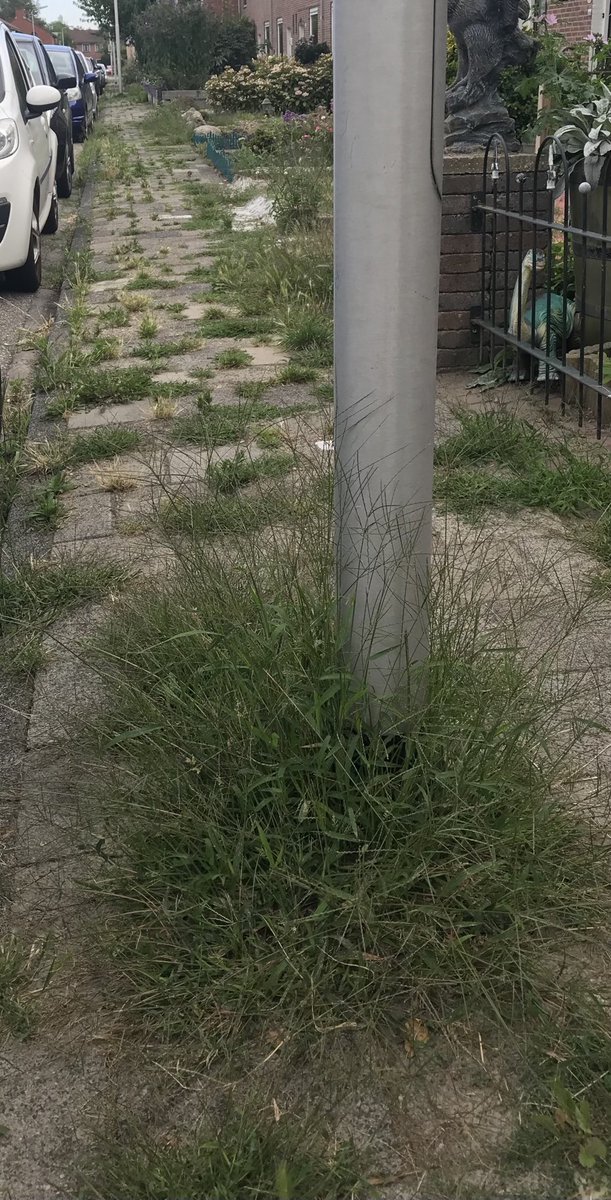 ⁦<a href="/Aalsmeer_NL/">Gemeente Aalsmeer</a>⁩ ⁦<a href="/RaadAalsmeer/">Gemeenteraad Aalsmeer</a>⁩ Zo maar een stukje trottoir in Aalsmeer-Zuid. Mooi wonen daar! Goed te doen ook met rollator of kinderwagen.