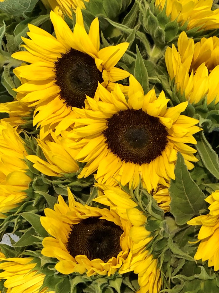 glaubeweiter's tweet photo. Vom #Markt hab ich mir den #großen #Strauß #Sonnenblumen #mitgebracht Manchmal muß man sich auch selbst eine #Freude machen! „Für diese schwierigen Zeiten wünsche ich Euch die Eigenschaft der Sonnenblume, die ihr Gesicht der Sonne zuwendet,
damit die Schatten hinter sie fallen.“ https://t.co/2s3jIfgWpf