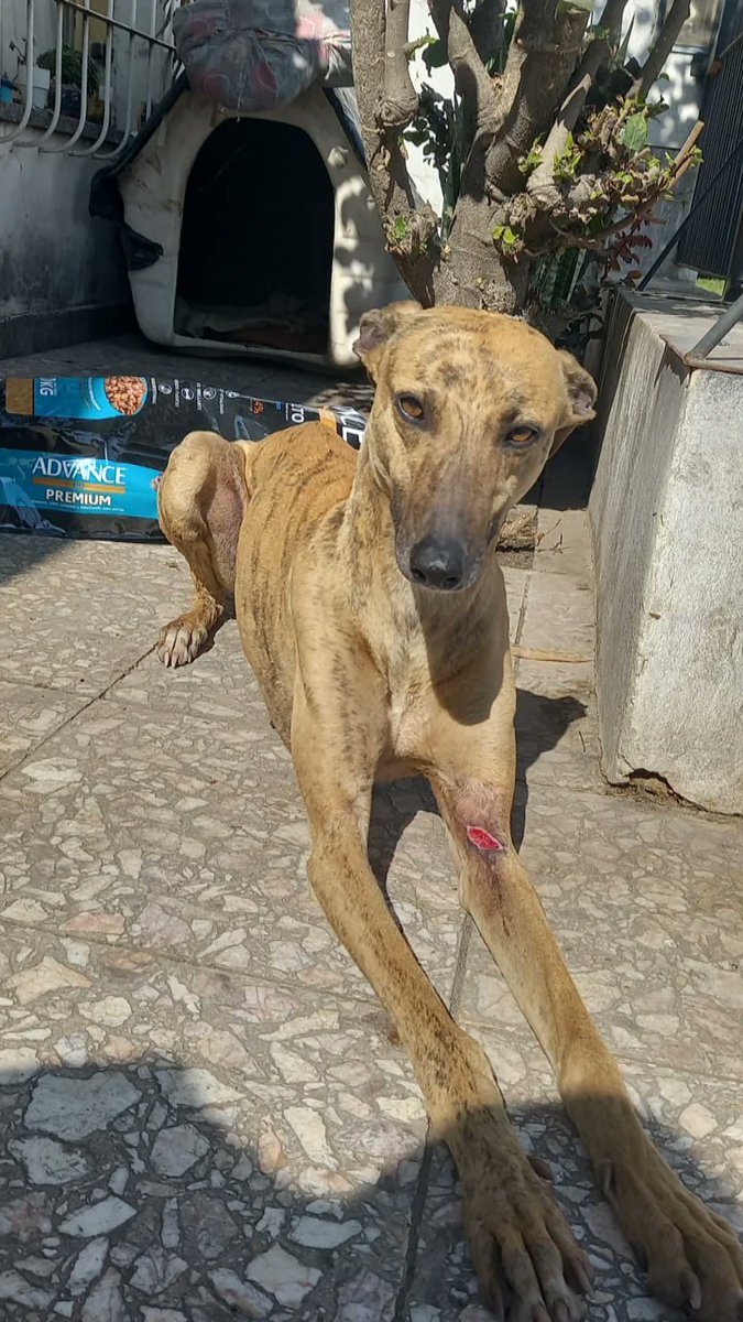 GenaraAgostino's tweet photo. Soy de Zárate. 
Por favor, me ayudan a difundirlo.
Llegó el domingo a casa, pensamos que lo usaban para cazar, porque está cortado y con marcas. 
Es joven. 
Necesita una familia o tránsito 
Su nombre es Boris https://t.co/IDvuImpv6N