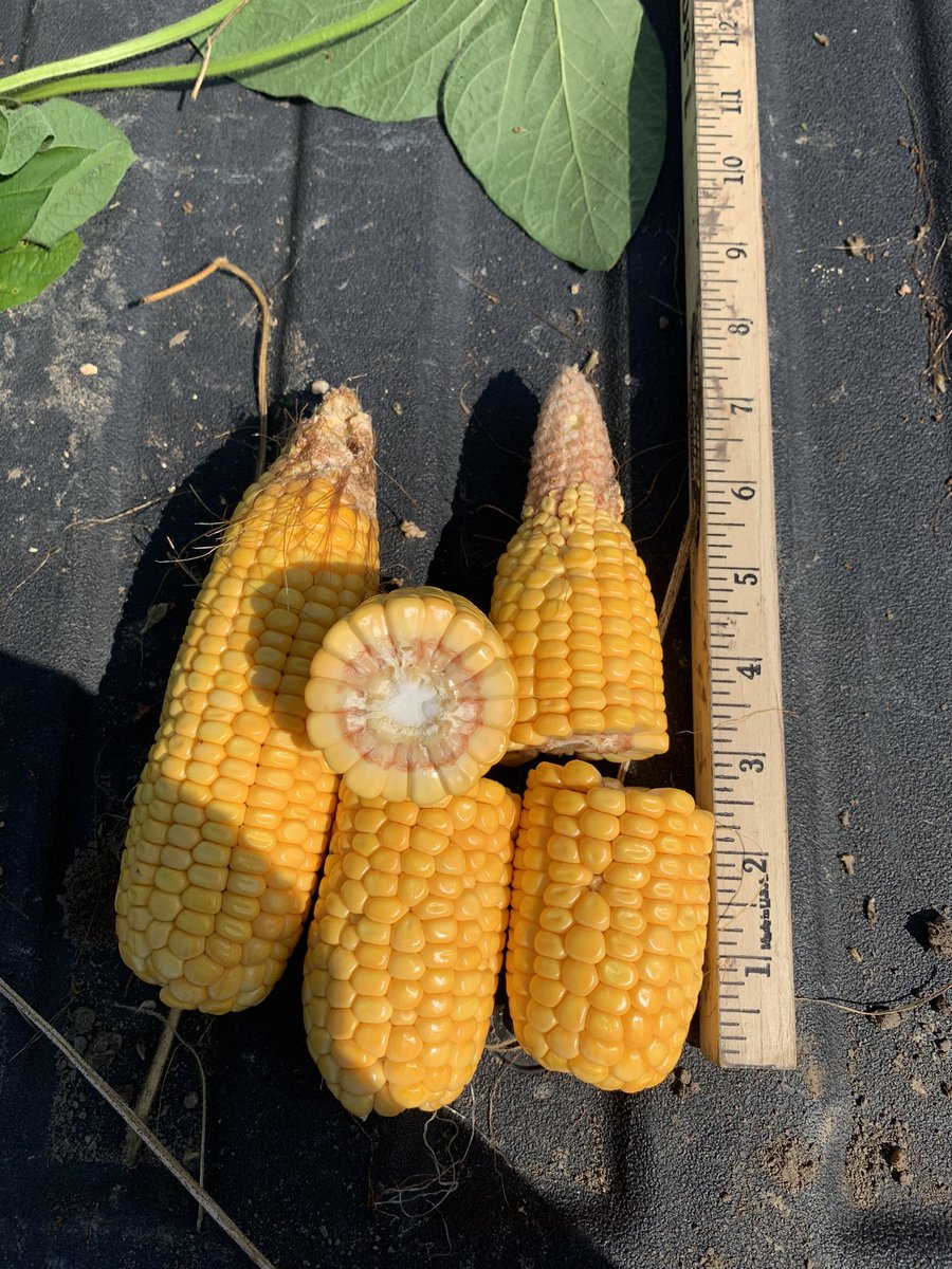 TheGrainiac's tweet photo. #pftour22 stop 4 between Auburn and Pawnee. Sangamon Co. Beans were straight out of a fairy tale. Huge stalks. Bushy. 1552 pods. Need another rain but chould be a banger. Corn 170. First sub 200 today. 4 stop avg 198 corn, pods 1358. Beaners continue to outperform corn. https://t.co/48Gdtd9qwZ