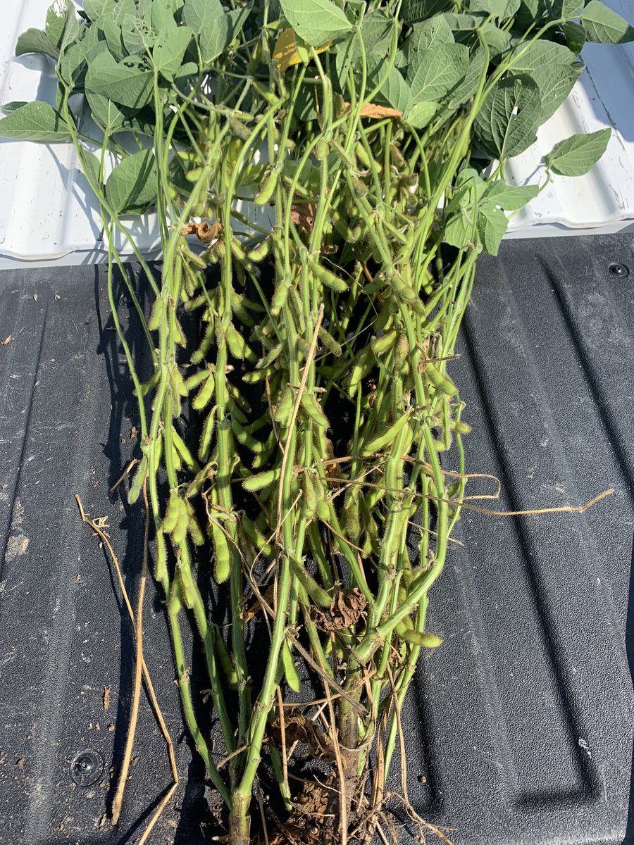 TheGrainiac's tweet photo. #pftour22 stop 4 between Auburn and Pawnee. Sangamon Co. Beans were straight out of a fairy tale. Huge stalks. Bushy. 1552 pods. Need another rain but chould be a banger. Corn 170. First sub 200 today. 4 stop avg 198 corn, pods 1358. Beaners continue to outperform corn. https://t.co/48Gdtd9qwZ