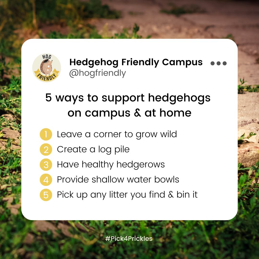 HogFriendly's tweet photo. 🦔What other things do you do to support hedgehogs at home and on campus?

#hedgehogfriendlycampus https://t.co/8DbOFlPl1k