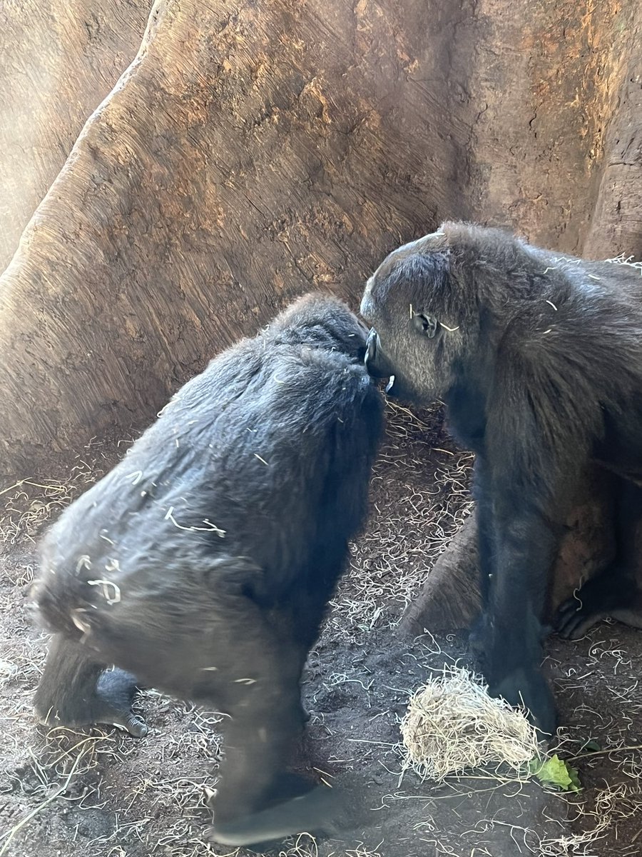 StrotmannChris's tweet photo. Another great day @TheTorontoZoo https://t.co/kJxaXlLi8S