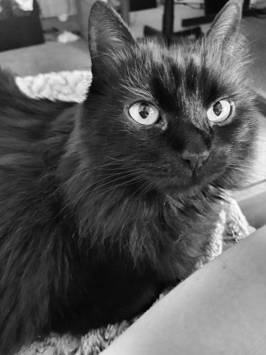 OnceAgainKatsu's tweet photo. Watching the human doing some learning and development. Want treatos plx.
#cats #CatsOfTwitter #CatsOnTwitter #CatsOfInfosec https://t.co/GIHRXHqiqK