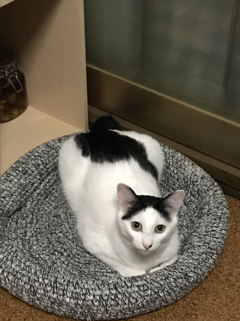 にゃん太通販 猫十字 にゃんにゃんbox にゃっ展 Nyantashop Twitter にゃん太通販 猫十字 にゃんにゃんbox にゃっ展 Nyantashop Twitter