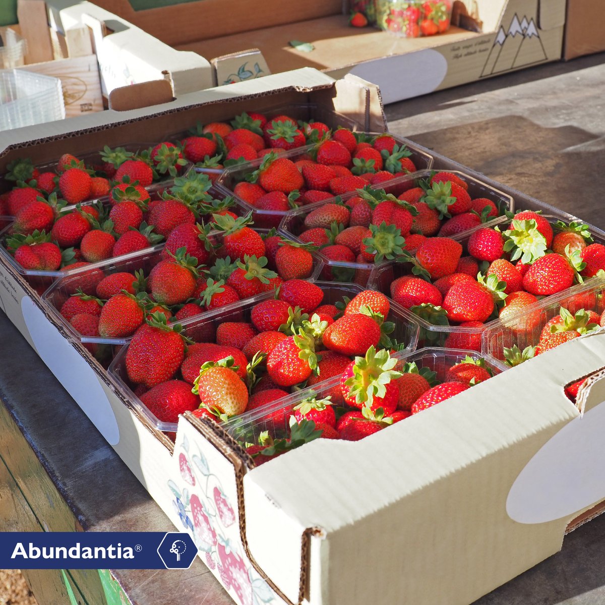 StollerEurope's tweet photo. 🍓🍓🍓 With the #StollerSolutions we improve the quality of the fruit. In this case of greenhouse strawberries, we have achieved a more intense color and, in addition, an increase in ºBrix, size and firmness, which facilitates harvesting and transport. https://t.co/pe1oQD0UH5
