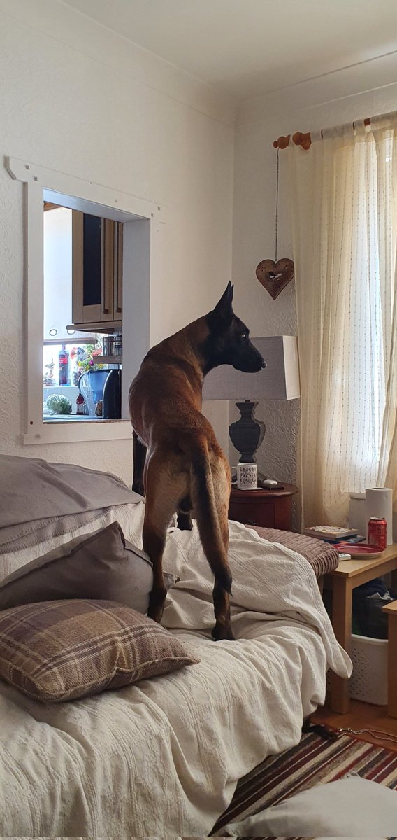 🐕Malinois Radek 🐕🐦🇬🇧🇺🇲🇧🇪 tweet media