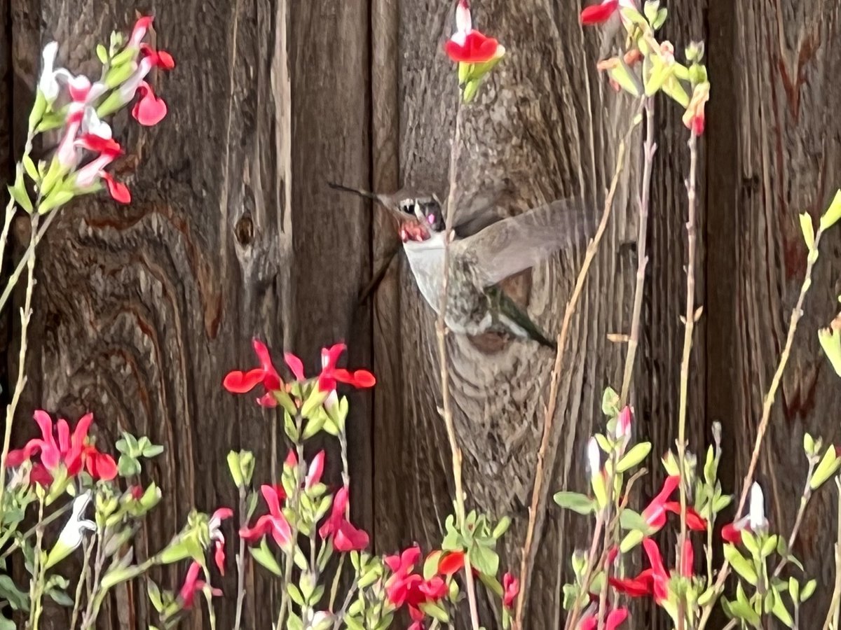 It likes to pause and watch me too. #birds #gardenmagic #gardengrewpeas