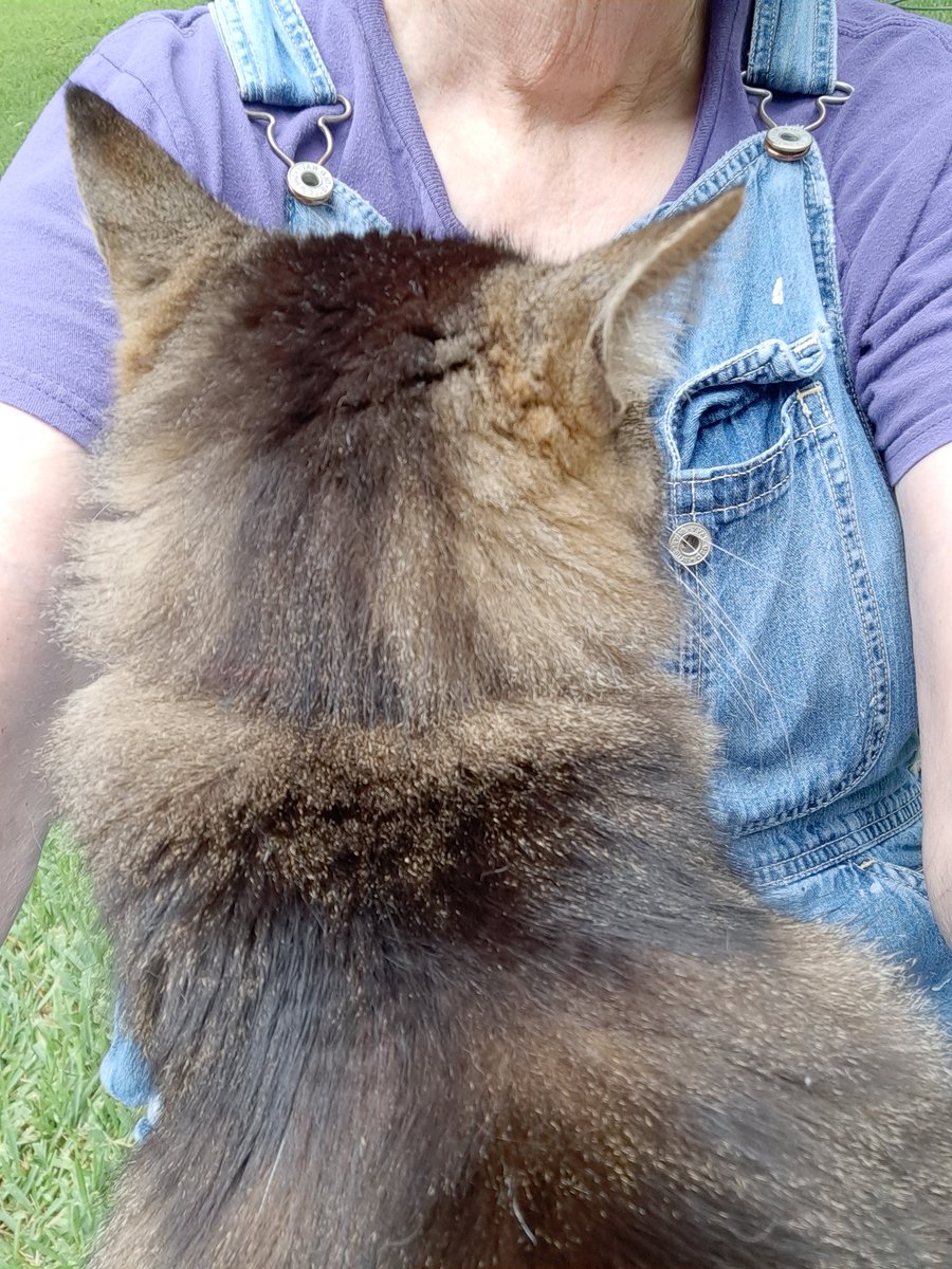CarolColly's tweet photo. It's hard to garden with a 12 pound cat in your lap #Squach https://t.co/W9YQKcszFh