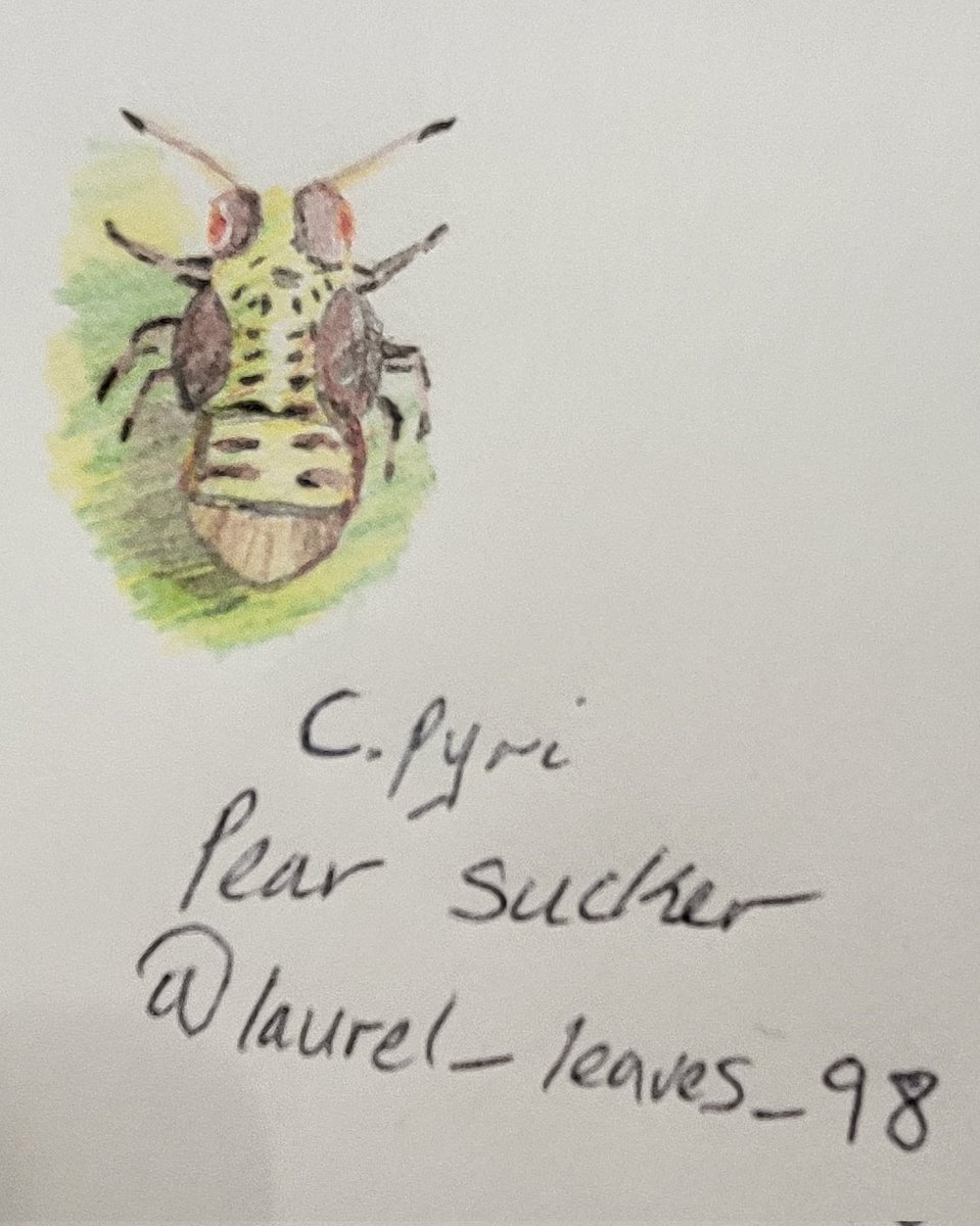 deepa_sena's tweet photo. My PhD students @snorkel_maiden & @LauraRe08596384 doing serious science 😉 @ECCB_2022 #ECCB2022_Prague with original drawings of their study species #supervisorlife #mauritiusfody #pearsucker https://t.co/UtvgyhkQhg