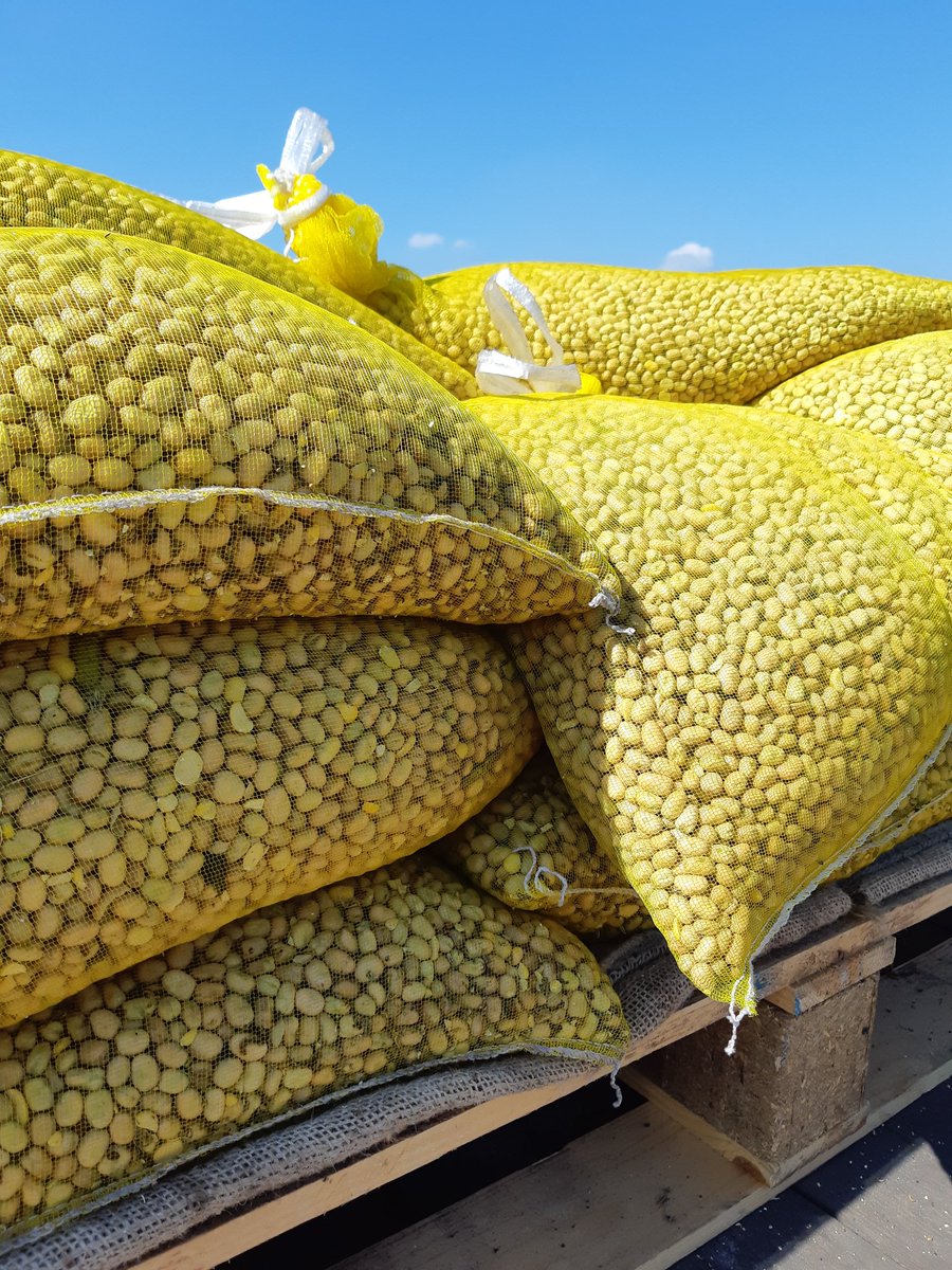 ☀️🌱 📈 | Voor een goede rasvergelijking wordt naast de opbrengst ook de kwaliteit van deze veldbonen bepaald. Vanochtend is de laatste rasvergelijkingsproef geoogst 💪. 
#onderzoek #oogst2022