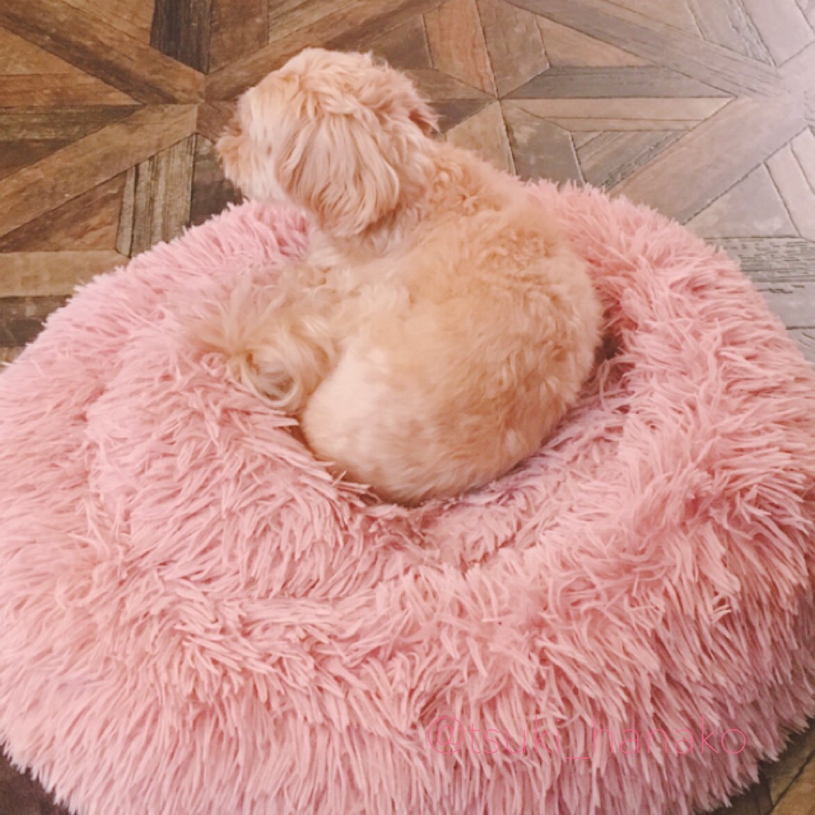 背中が揚げものにしか見えない
飼い主は腹ペコ
#はなこと旦那とモフ https://t.co/DCB7jby75W