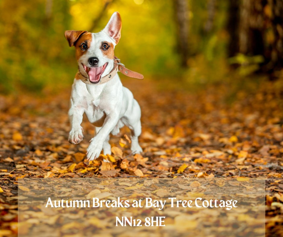 BayTreeCottage's tweet photo. Looking for a dog-friendly autumn break? We have weekend and midweek availability in some of our properties, ranging from a 1-bed character cottage to a contemporary 3-bed barn conversion! 

#autumn #holiday #dogfriendly #accommodation https://t.co/DolAOQ0GJO