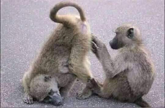HendrixMagenga's tweet photo. @farrybee7 @DispensationNew @nelsonchamisa @ZANUPF_Official Just like your fake profile..lols https://t.co/z9iDgqzOI1