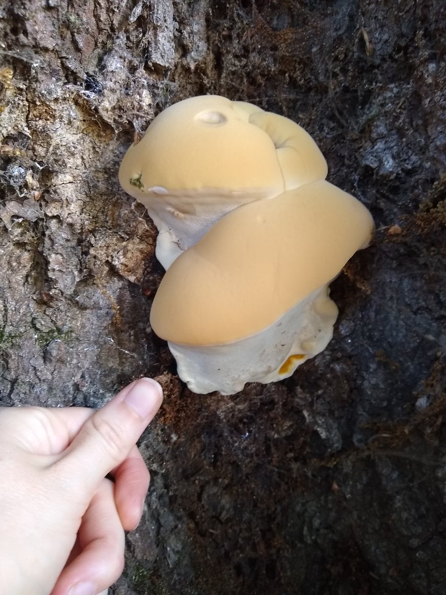 RuthDJackson's tweet photo. Thunderstorms bringing this gorgeous Ganoderma (resinaceum?) on a red oak in south London (20.08.22) #Ganoderma #Ganodermaresinaceum #treepathology https://t.co/gZKxxqeoa3
