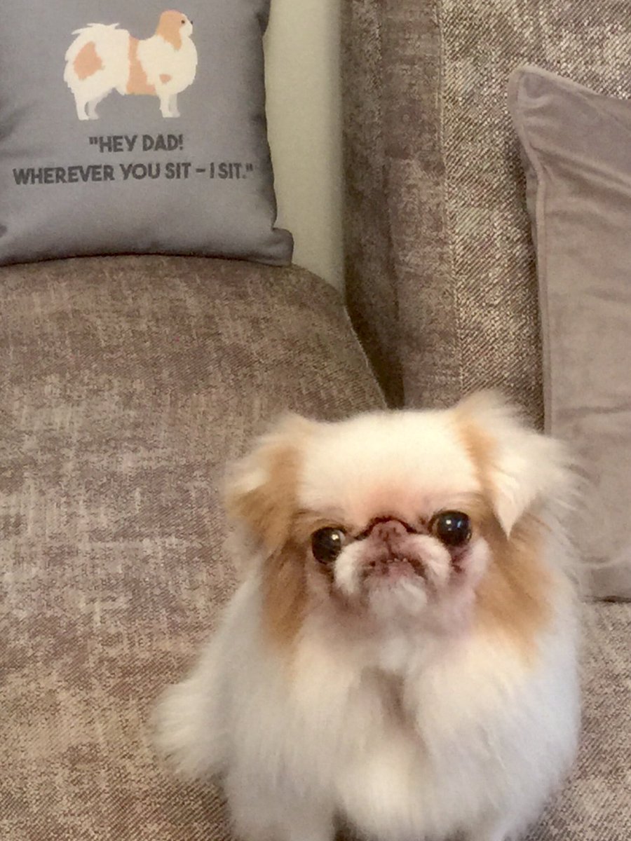 Wolverine_27's tweet photo. When l look into my precious and beautiful Bebe’s 🐶 eyes, I always see her true and unconditional love💗 for me.

I hope when my beautiful and precious Bebe 🐶 looks into my eyes she has always seen the true and unconditional love💗 I have for her 🐶 xxx

Goodbye Twitter.... https://t.co/SA69rMQOuY