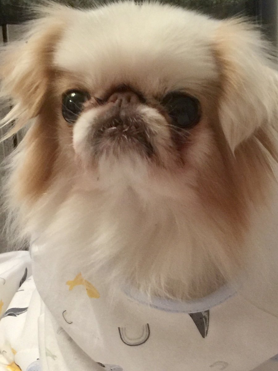 Wolverine_27's tweet photo. When l look into my precious and beautiful Bebe’s 🐶 eyes, I always see her true and unconditional love💗 for me.

I hope when my beautiful and precious Bebe 🐶 looks into my eyes she has always seen the true and unconditional love💗 I have for her 🐶 xxx

Goodbye Twitter.... https://t.co/SA69rMQOuY