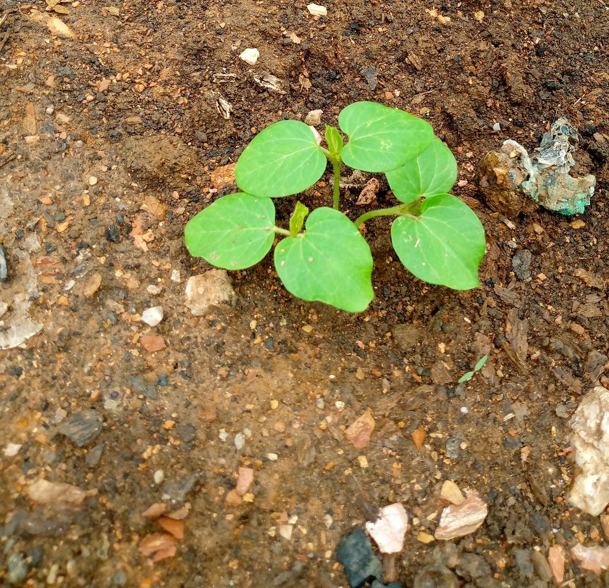 AgroButtons's tweet photo. Six days Okro 👏🏽 https://t.co/ahZKctxpM7
