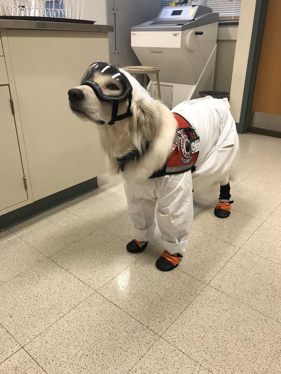 I'm a Service Dog (SD)! Mom's a Neuroscientist. I help her. We're pioneers for SDs working in labs. MANY student SD handlers are joining labs GLOBALLY. New policies are being written for inclusion! Mom helps! So this is the look I give if someone says an SD CAN't work in a lab!