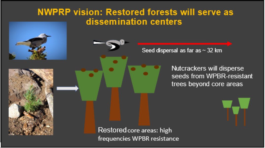 JadDaley's tweet photo. Big 📢 this #WhitebarkWednesday!
Blueprint for whitebark pine recovery is published in @ELSenviron. We can & must save this threatened 🌲 to #SaveOurSummits across West. People & wildlife depend on it.
👉 https://t.co/dj3UyNAwkm
@AmericanForests @forestservice @WhitebarkFound https://t.co/moH2SRIa9H