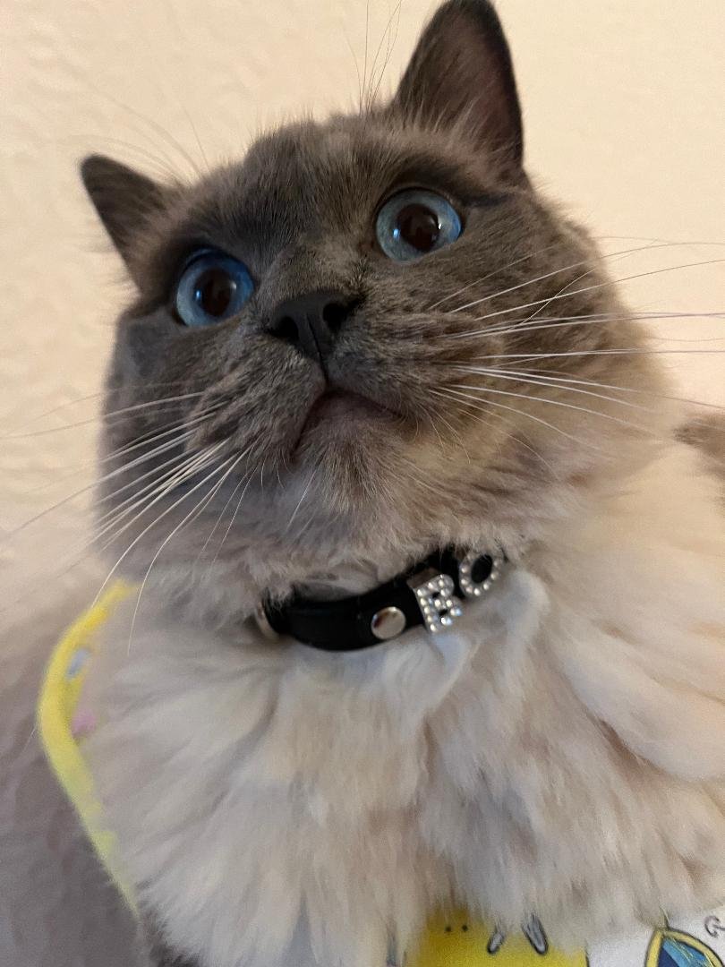 ElizabethRadcl5's tweet image. Hey fur-ends #catsoftwitter is trending xxx Keep up the good work xxx Love Boots xxxx Cat World Domination let's make it happen xxx #number10cat Purr-lease RT xxx 😃😃😃😃🐾🐾🐾🐾🐾🐾🐾🐾🐾