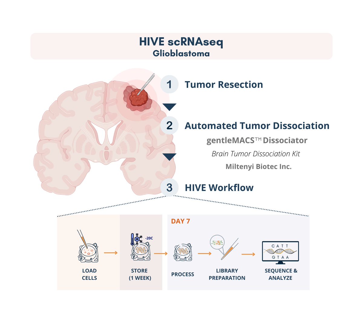 honeycombbio's tweet photo. #tumor cells were captured in a HIVE device, stored, and the remainder of the workflow was completed one week later, without data compromise. Read more at https://t.co/MURAcuAHDT
#tissuesample #cellstorage #convenience #singlecell #singlecellanalysis #data https://t.co/Us5uipSn54