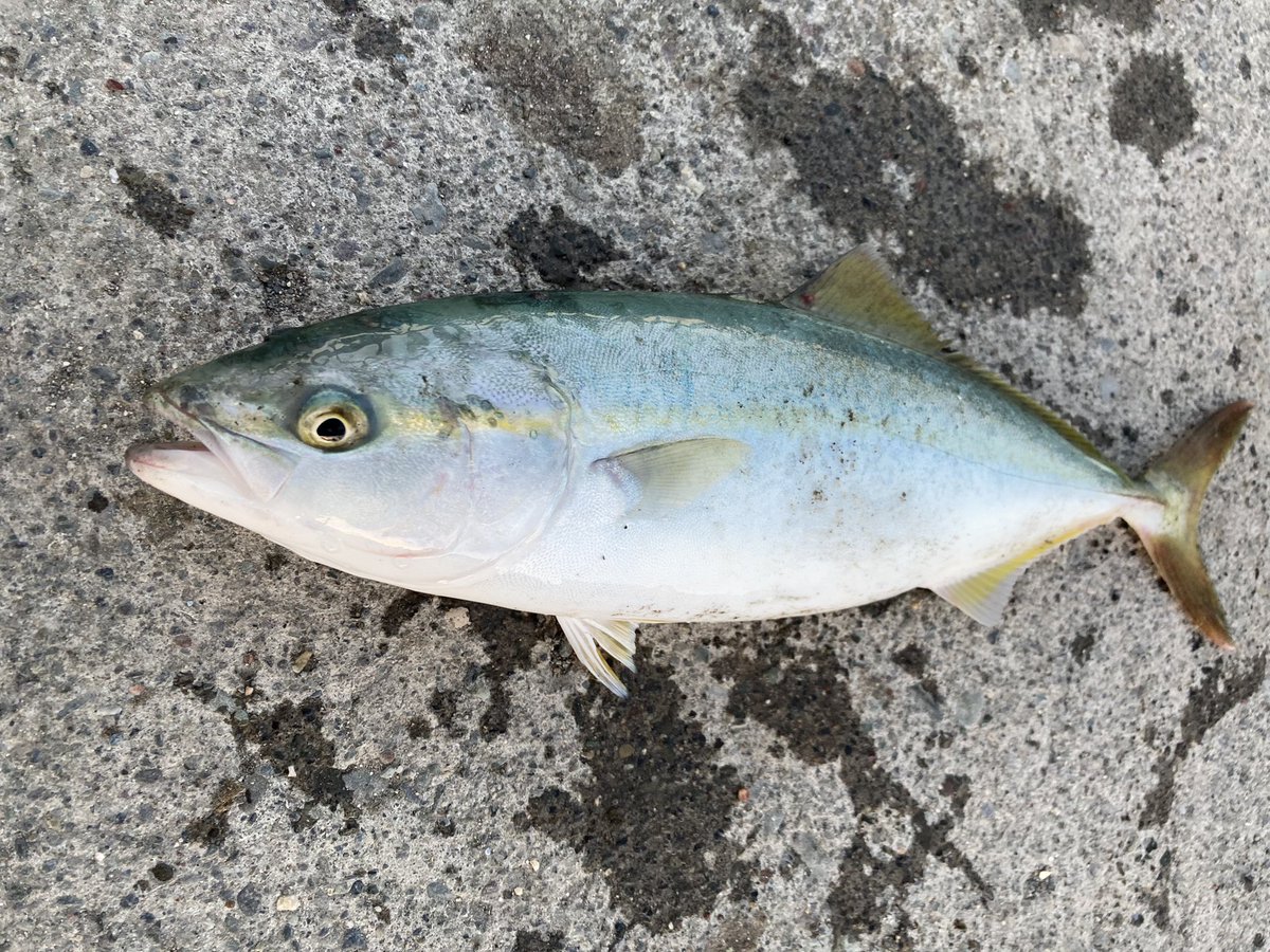 naok3588's tweet photo. 久々に楽しかった🎣 https://t.co/d3SX5uDSpi