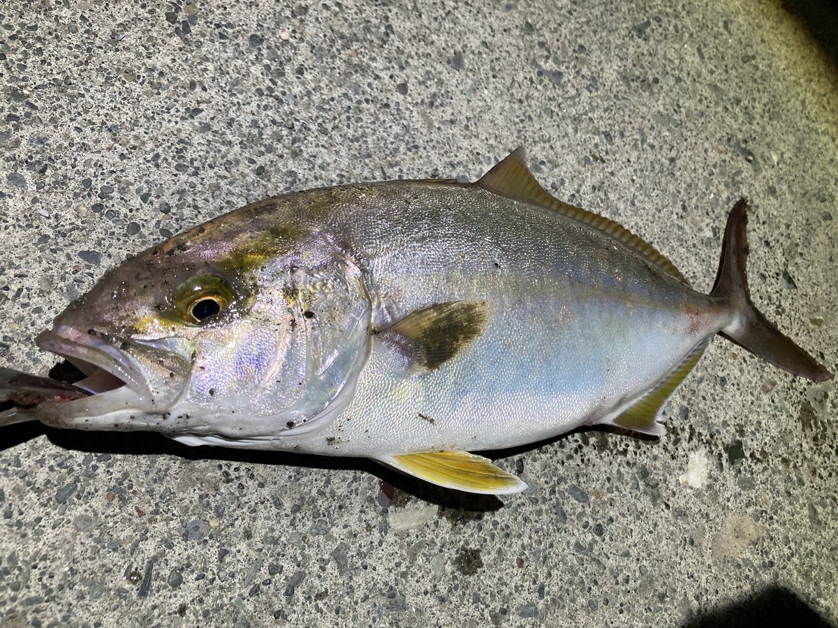 naok3588's tweet photo. 久々に楽しかった🎣 https://t.co/d3SX5uDSpi