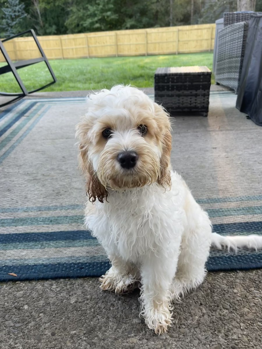 EchoNoseBoops's tweet photo. What do you mean you have to dry me off before I can come in?!? #dogsoftwitter #dogs #doodle #cockapoo #cockadoodle #cocker #poodle #puppy #puppylove #dog #dogmom #echo #noseboops #fluffy https://t.co/maWNApoTEY