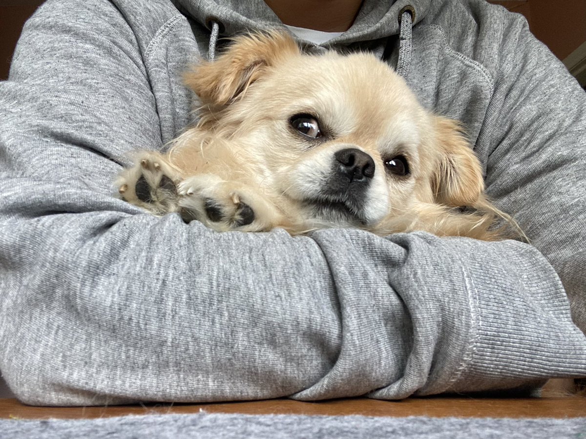 EmmaJayneArnol1's tweet photo. After judging my work this morning from on my lap my supervisor fell asleep for a lunchtime Power Nap 😳 He’s distinctly put out by the lack of snacks this morning 🐶 #furboss https://t.co/ya4dUMezhZ