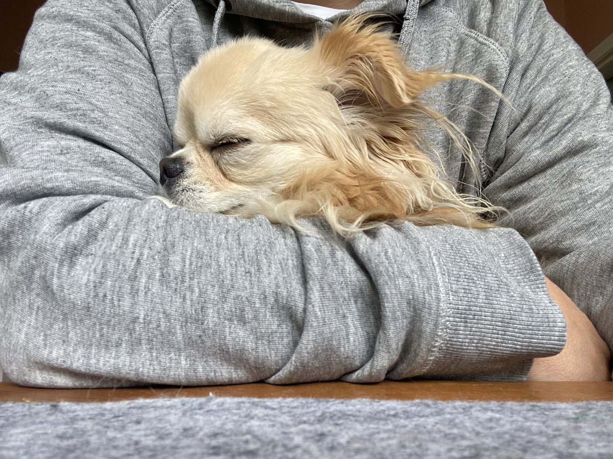 EmmaJayneArnol1's tweet photo. After judging my work this morning from on my lap my supervisor fell asleep for a lunchtime Power Nap 😳 He’s distinctly put out by the lack of snacks this morning 🐶 #furboss https://t.co/ya4dUMezhZ