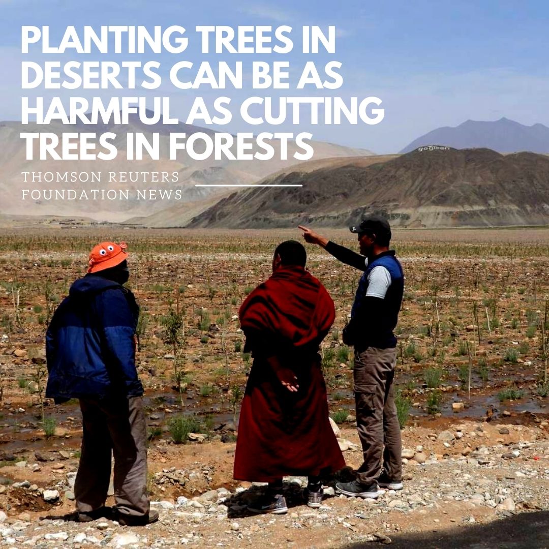 atree_org's tweet photo. Chushul village sits more than 14,000 ft above sea level in Ladakh. Villagers are planting 150,000 trees here - mainly willow, sea buckthorn &amp; tamarisk - in June, in a project they hope will combat air pollution, boost biodiversity &amp; provide a new income source for locals. https://t.co/g9ar4xKmka