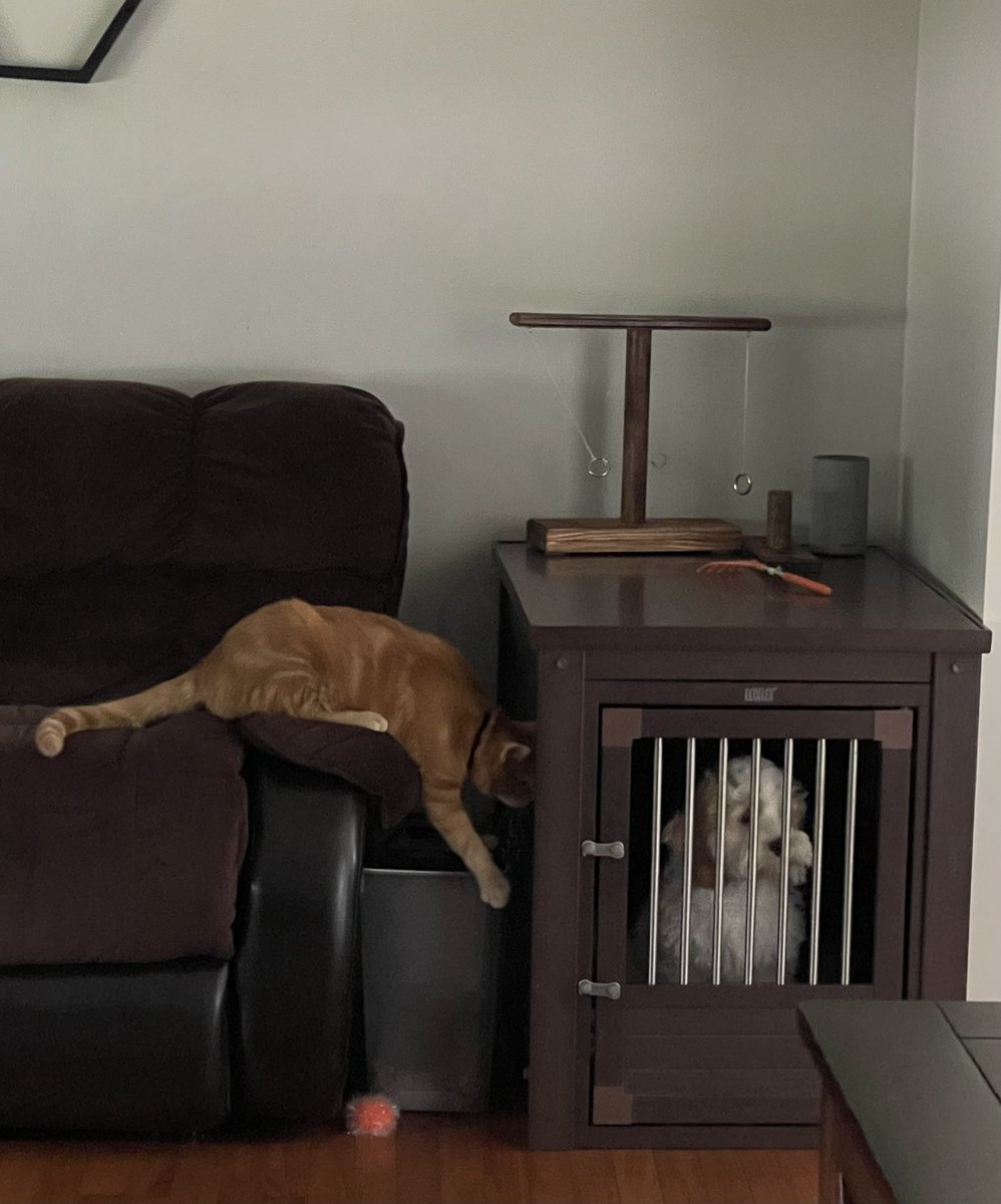 EchoNoseBoops's tweet photo. My humans locked me up again. #Diggs tried to release me from this prison to no avail. If only he had thumbs and enough common sense to know where the door is. #dogsoftwitter #CatsOfTwitter #doodle #cockapoo #BestFriends #cockadoodle #dogmom #puppy #puppylife https://t.co/Kj0ygBgLlC