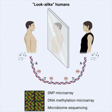 Doppelgängers (individuals with nearly identical faces but unrelated) also have similar genetics but clearly distinct epigenomes and microbiomes cell.com/cell-reports/f… @CellReports (coverage nytimes.com/2022/08/23/sci… @nytimes)