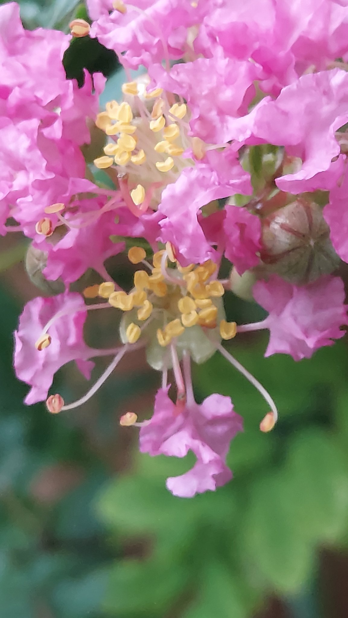 Yoko Ito サルスベリ 鉢植えの花が やっと咲いた ピンク色の花 花 Flower サルスベリ 百日紅 猿滑 Lagerstroemiaindica Crapemyrtle ミソハギ科サルスベリ属 落葉中高木 ヒャクジツコウ Flowerphoto Macrophoto