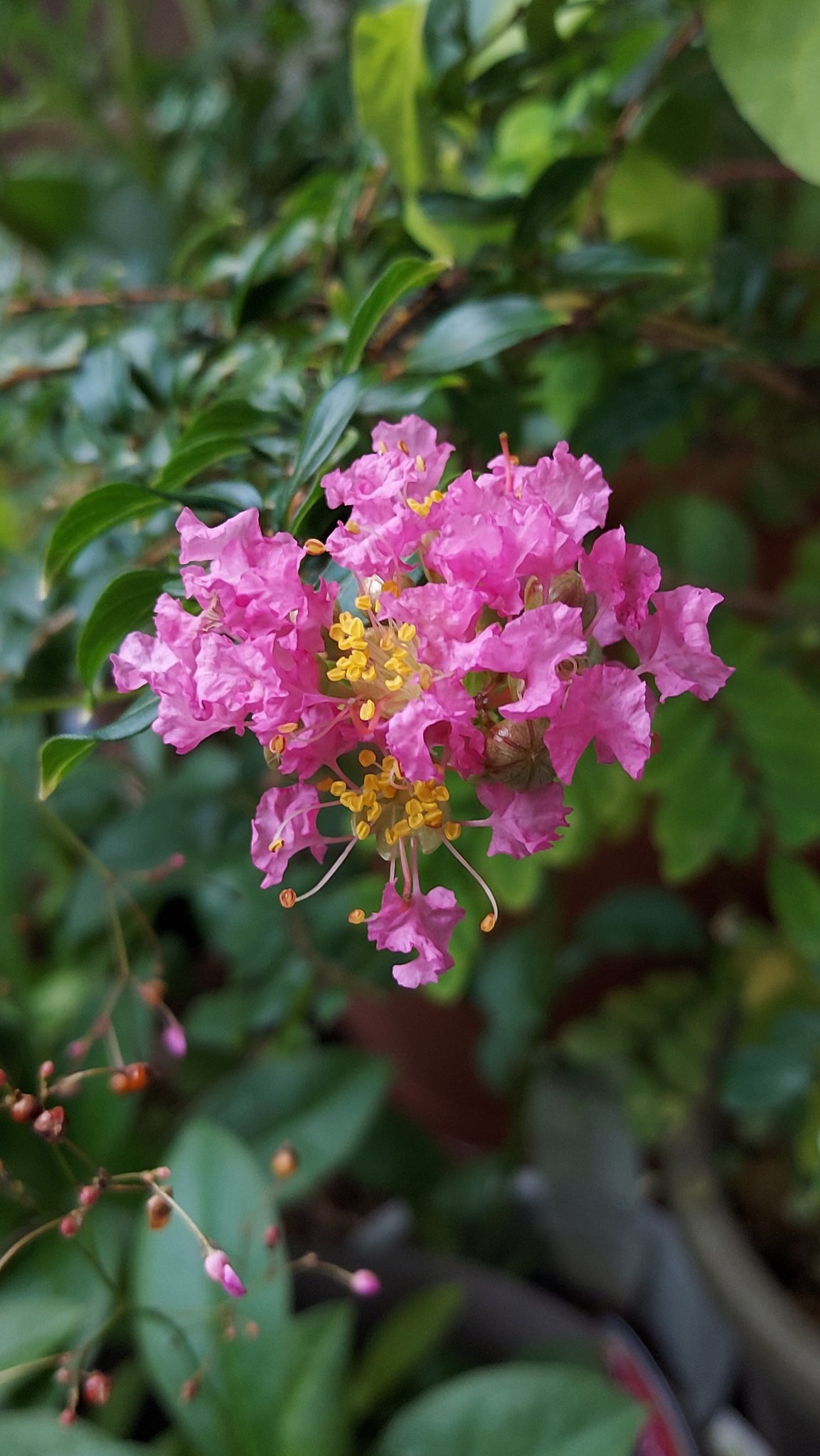 Yoko Ito サルスベリ 鉢植えの花が やっと咲いた ピンク色の花 花 Flower サルスベリ 百日紅 猿滑 Lagerstroemiaindica Crapemyrtle ミソハギ科サルスベリ属 落葉中高木 ヒャクジツコウ Flowerphoto Macrophoto