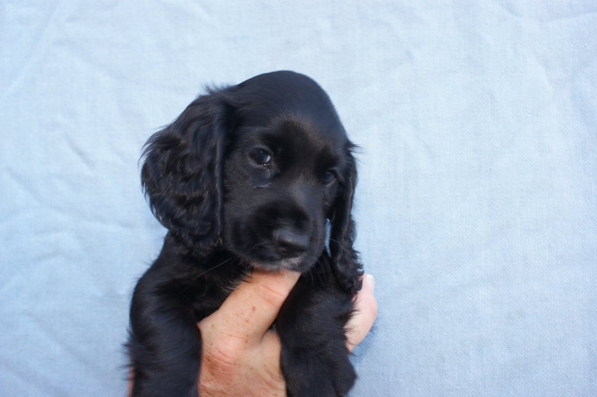 ADOGSLIFE3's tweet photo. This little lady was 8 weeks old yesterday and still looking for a new family. #puppy #puppydog #cockerspaniel #spaniel #workingcockerspaniel #toftwelldogs https://t.co/rUifljNQYo