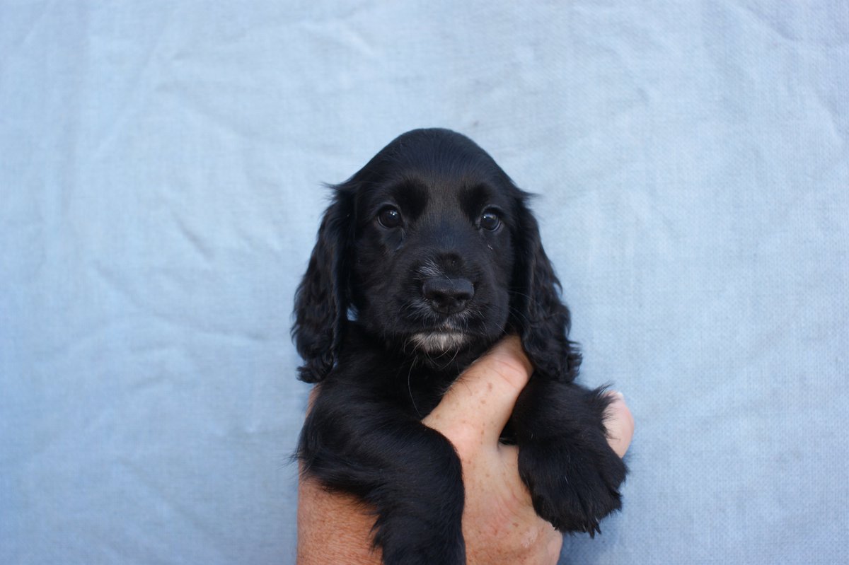 ADOGSLIFE3's tweet photo. This little lady was 8 weeks old yesterday and still looking for a new family. #puppy #puppydog #cockerspaniel #spaniel #workingcockerspaniel #toftwelldogs https://t.co/rUifljNQYo