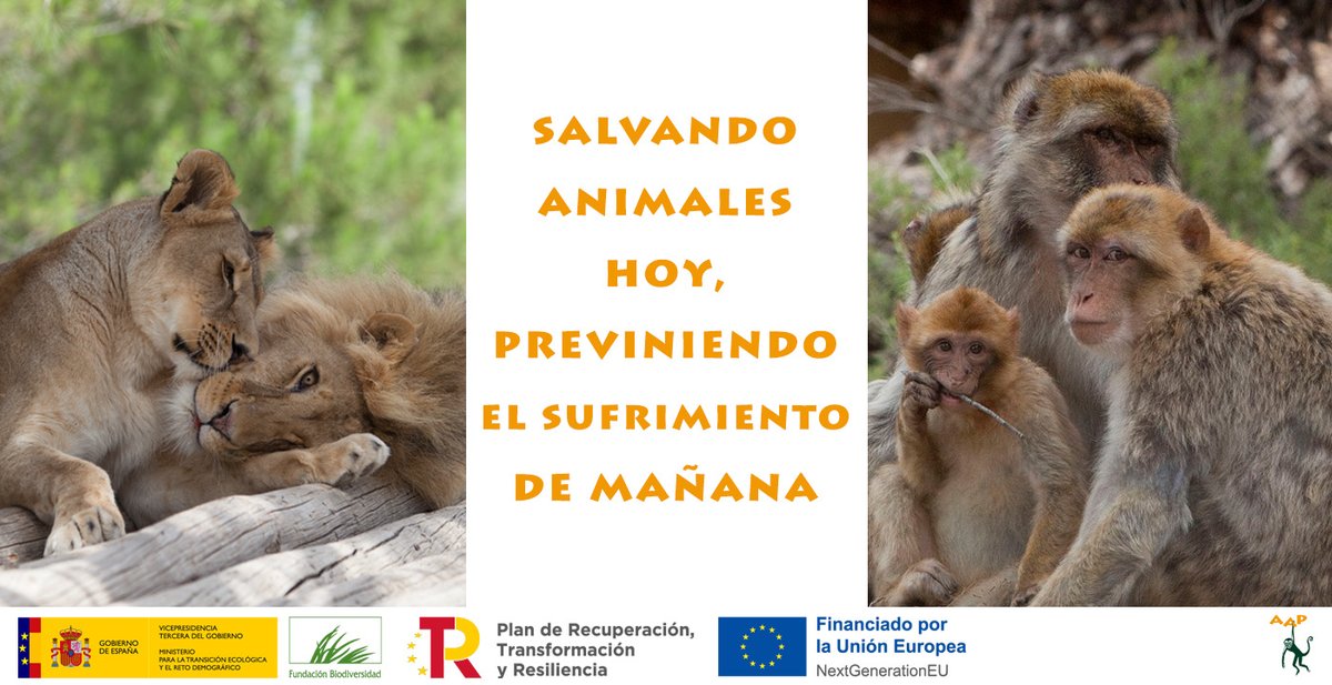 AAPPrimadomus's tweet photo. ¡Buenas noticias!
Ponemos a rodar el proyecto “Salvando animales hoy, previniendo el sufrimiento de mañana” gracias al apoyo de @FBiodiversidad, con dos líneas de acción
1⃣Rescate de animales exóticos
2⃣Sensibilización
¡Pronto más!
#ProyectosPRTR #NextGenerationEU #SaveExotics https://t.co/5z86EnhjJS