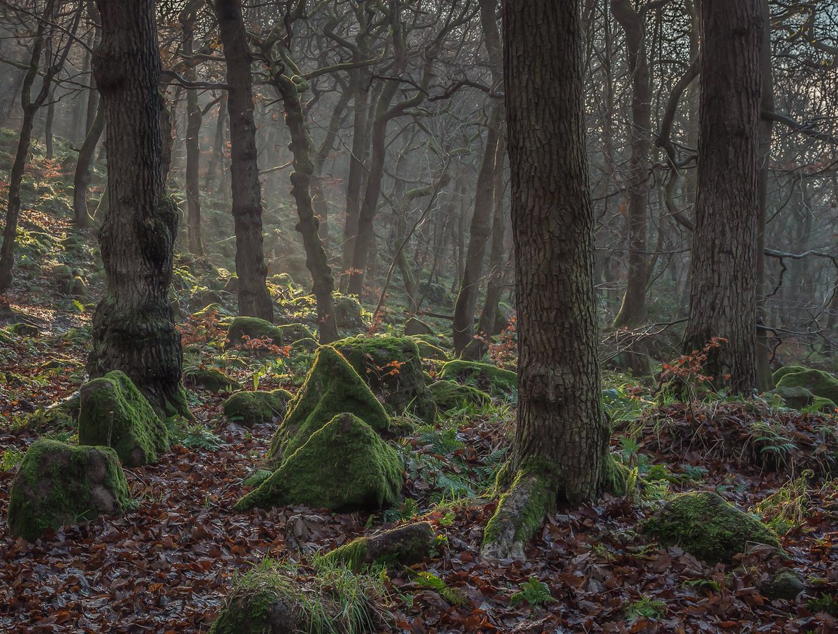 PhotosbyRobG's tweet photo. @ThePhotoHour Misty morning sun light breaking through the trees at Padley Gorge, Peak District #vpdd #ThePhotoHour #StormHour #Peakdistrict #landscapephotography https://t.co/Aordem8cXs
