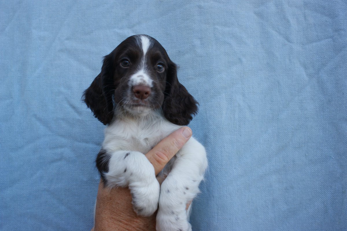ADOGSLIFE3's tweet photo. This little man was 8 weeks old yesterday and still looking for a new family. #puppy #puppydog #cockerspaniel #spaniel #workingcockerspaniel #toftwelldogs https://t.co/O50zs2TqOf