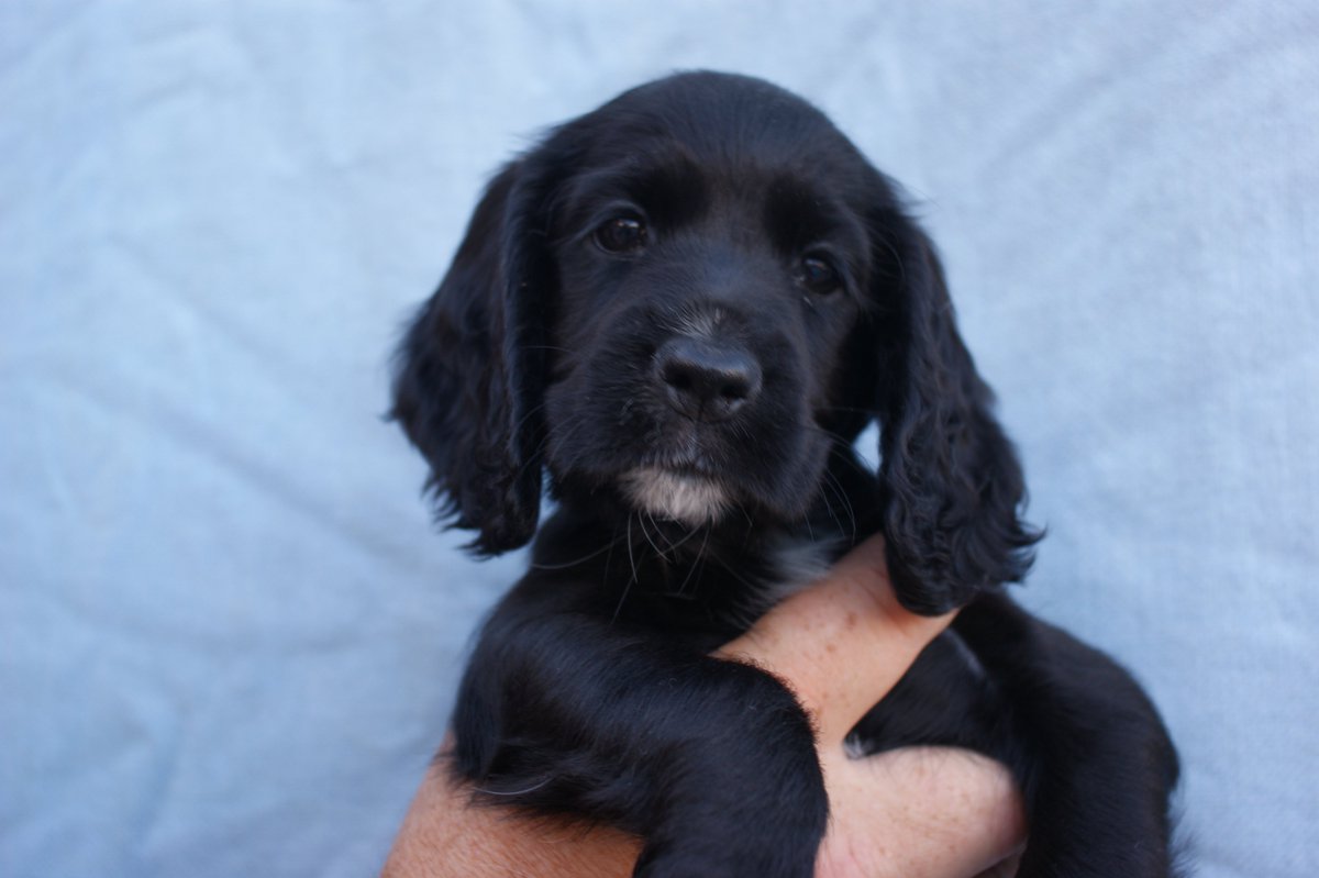ADOGSLIFE3's tweet photo. This little lady was 8 weeks old yesterday and still looking for a new family. #puppy #puppydog #cockerspaniel #spaniel #workingcockerspaniel #toftwelldogs https://t.co/gvvBPz299C